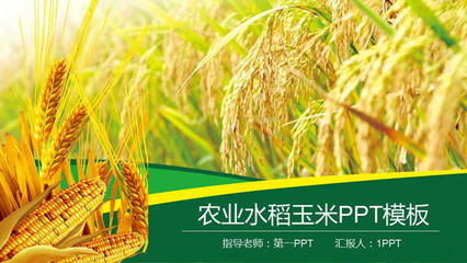 農產品概述 水稻、小麥與玉米